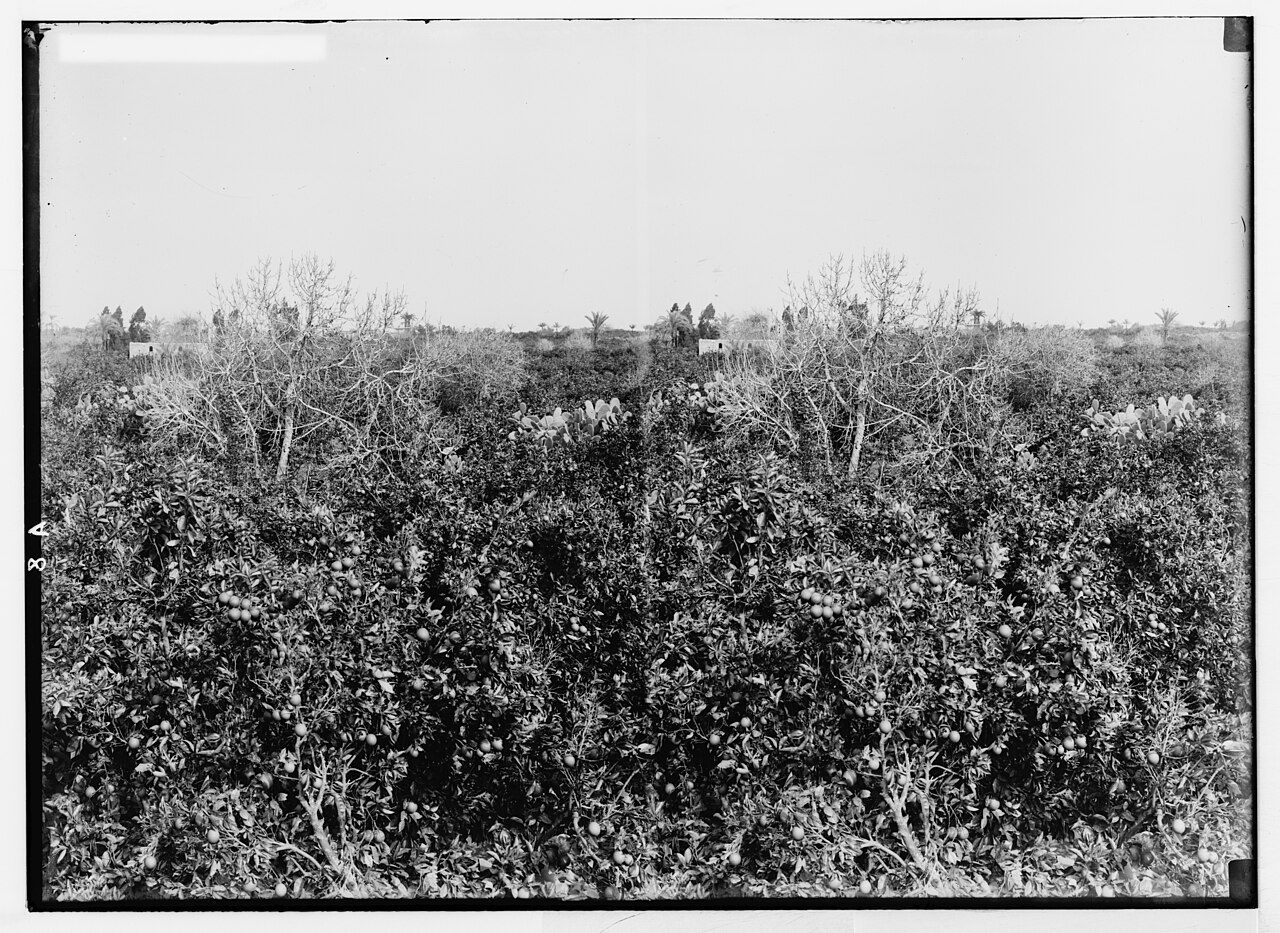 A historic photograph of an orange grove near Jaffa