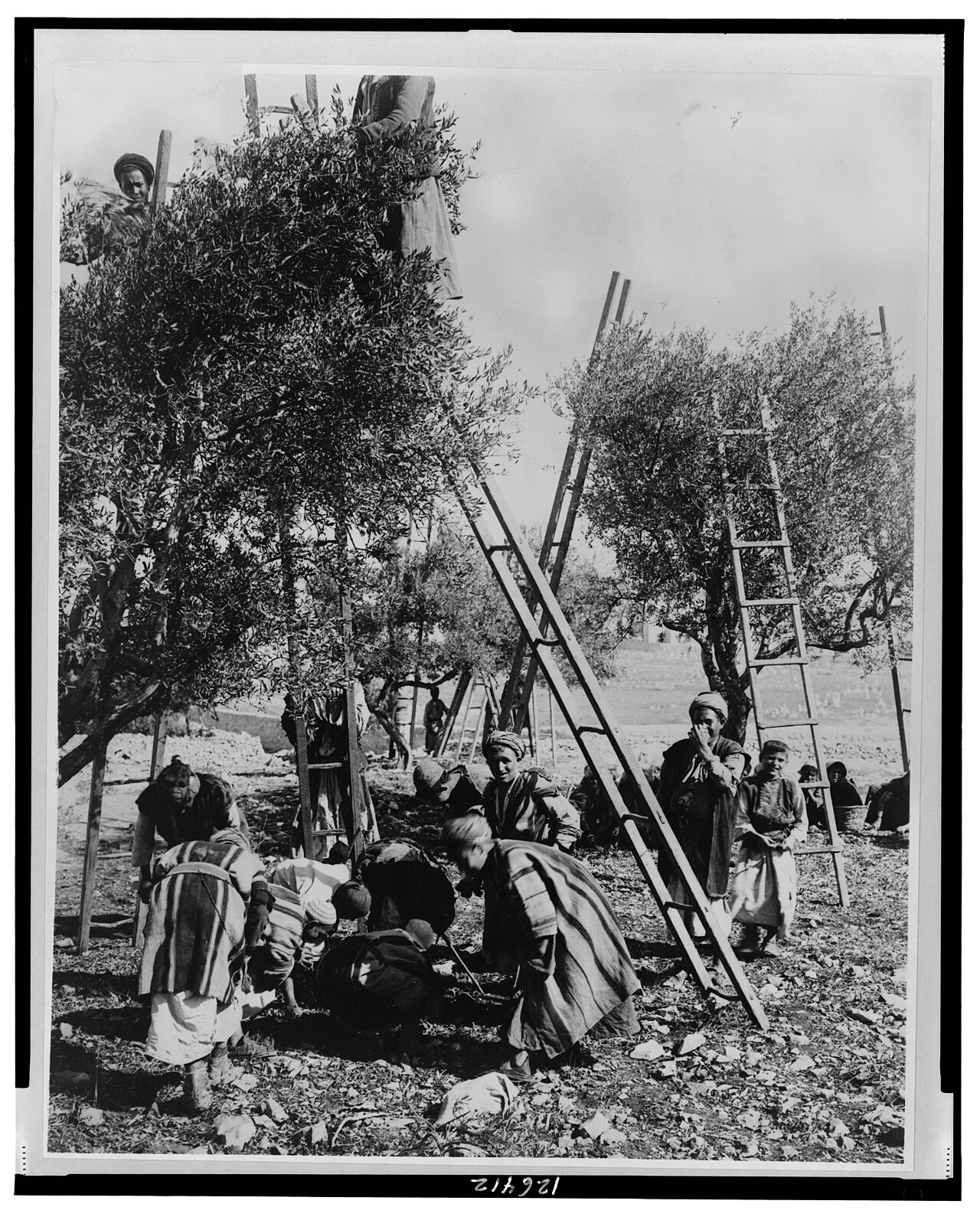 A family picking olives in Palestine around 1900